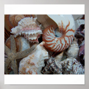 Poster Seashells de Florida