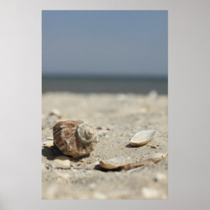 Pôster Seashells na areia pelo mar