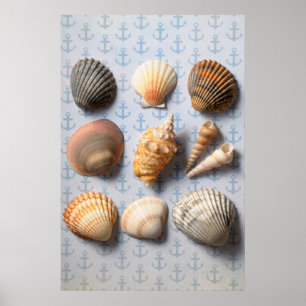 Poster Seashells no contexto da âncora