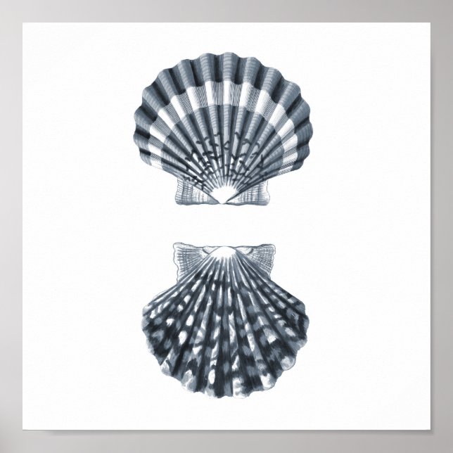 Poster Seashells Sealife Group12A impressão#4 arte de dec (Frente)