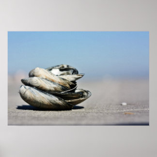 Poster Seashore Seashells