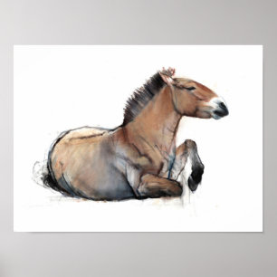 Poster Seated Przewalski 2011