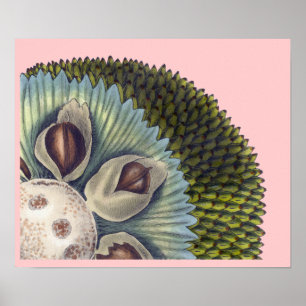 Poster Seção transversal de um fruto-pão - Comidas tropic