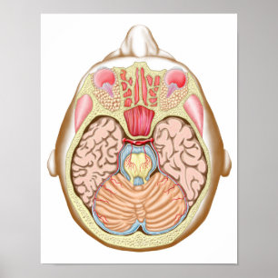 Pôster Seção transversal do Midbrain