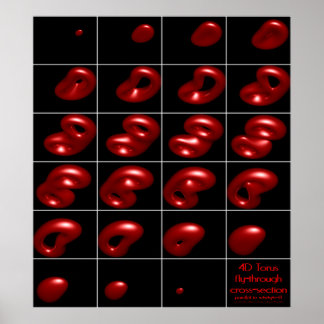 Poster Seção transversal transversal do tronco 4d