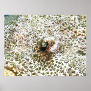 Poster Secretário Blenny III