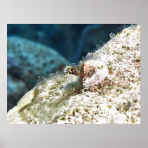 Poster Secretário de Pequim Blenny