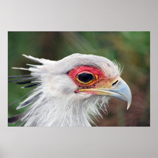 Pôster Secretary Bird of South Africa photo (Frente)