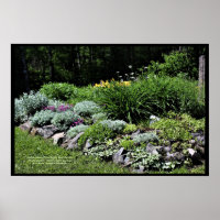 Sedum Silvers Pinks Rock Garden