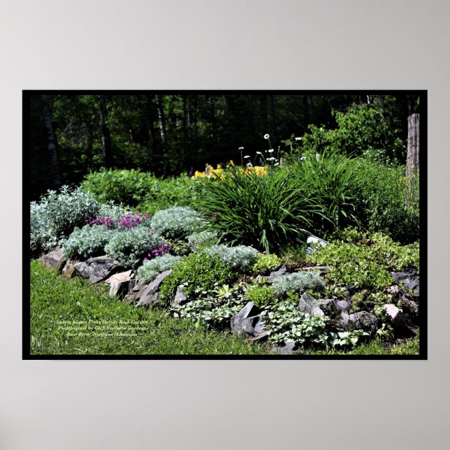 Poster Sedum Silvers Pinks Rock Garden (Frente)