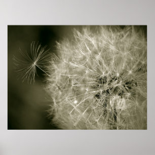 Poster Seedy Dandelion