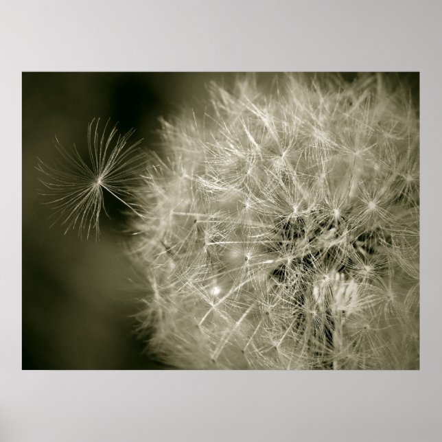 Poster Seedy Dandelion (Frente)