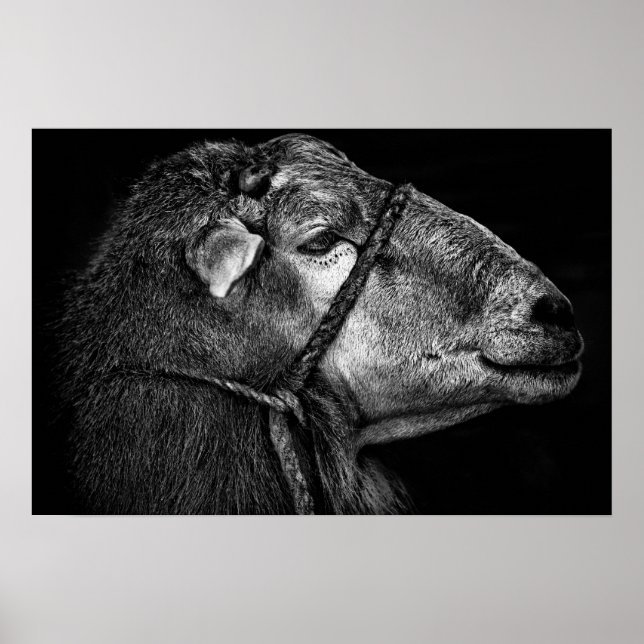 Pôster seguindo (Frente)