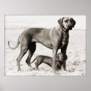 Pôster segurança interna