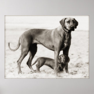 Pôster segurança interna