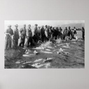Pôster Seining salmões em Astoria, OU fotografia