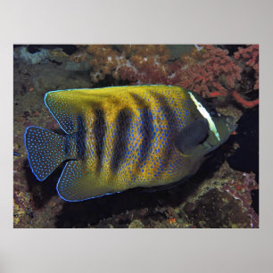 Poster Seis Bandas Angelfish
