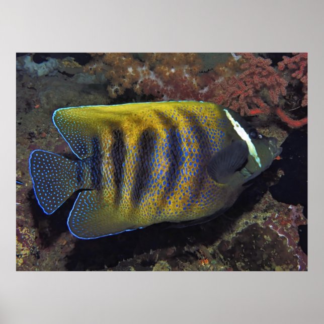 Poster Seis Bandas Angelfish (Frente)