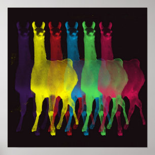 Pôster seis lamas em seis cores