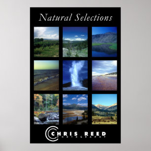 Pôster Selecções naturais