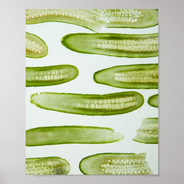 Poster Seletor Verde (Frente)