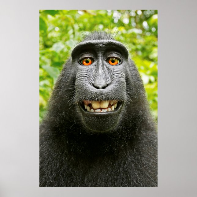 Poster Selfie de Macaco (Frente)