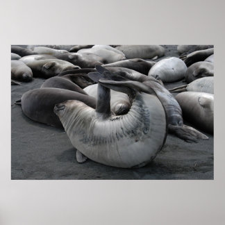 Pôster Selo de Sereia (Poster)