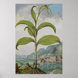 Poster Selo de Solomons botânico antigo da arte