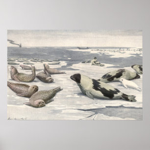 Pôster Selos de harpa na neve ártica, animais marinhos d