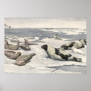 Pôster Selos de harpa na neve ártica, animais marinhos d