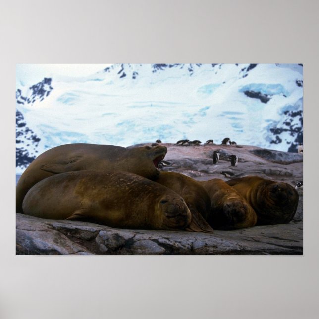 Poster Selos Elefantes do Sul (Frente)