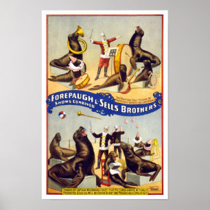 Pôster Selos maravilhosa treinados do circo, 1899.