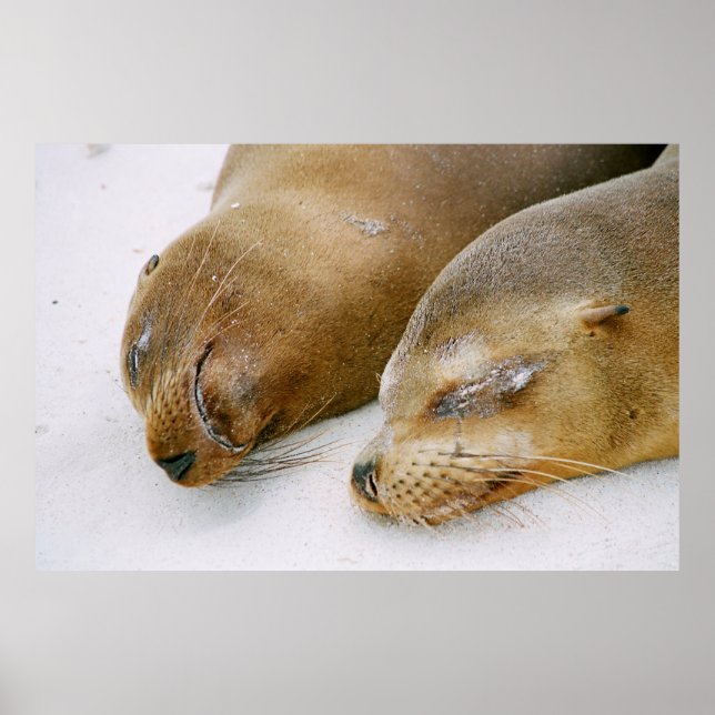 POSTER SELOS QUE APROVEITAM O SOL E UM AO OUTRO NO (Frente)