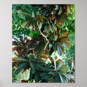 Poster Selva tropical verde