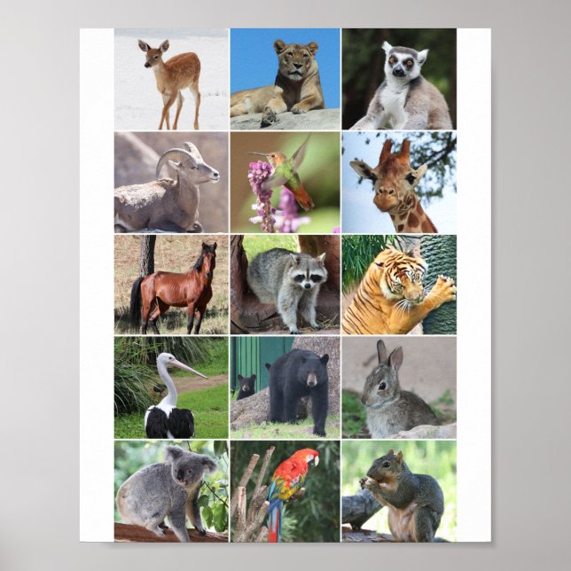 Poster Selvagem 15 Animais Picados na Natureza (Frente)