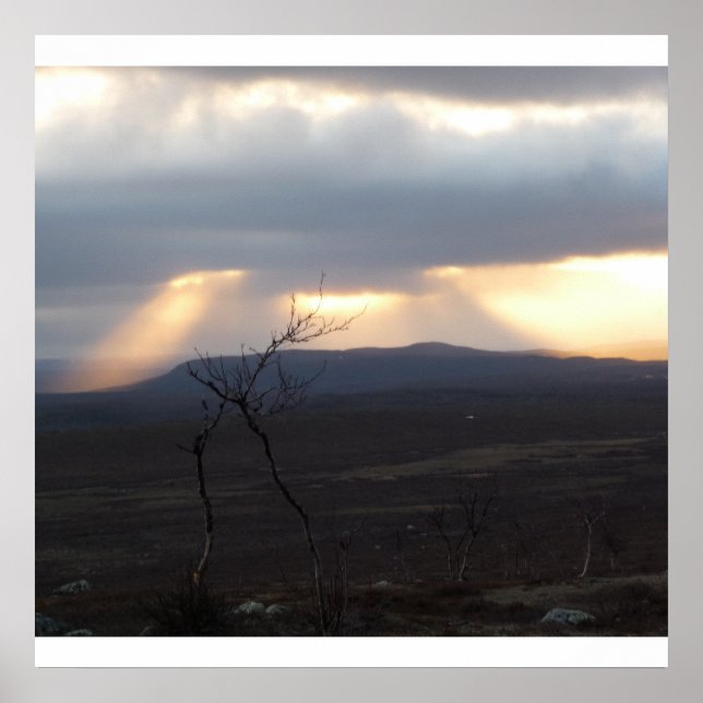 Poster Selvagem da Lapónia (Frente)