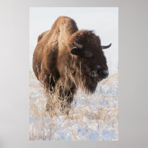Poster selvagem do bisonte
