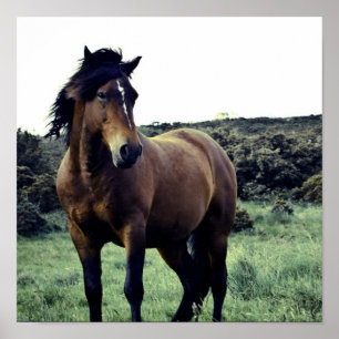 Poster selvagem do mustang