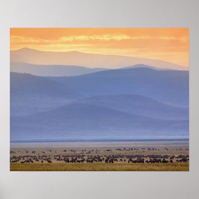 Pôster Selvagem durante a migração, Connoquetes (Frente)