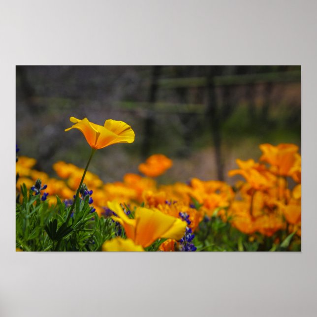 Poster selvagem e livre (Frente)