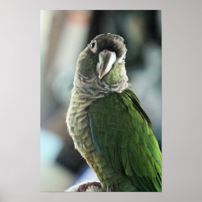 Poster Sem mais ouriço (Frente)