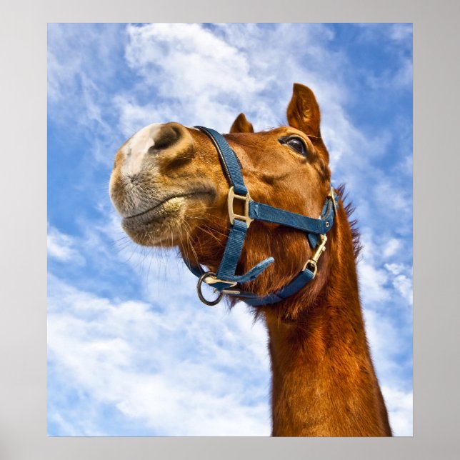 Poster sem passeio hoje (Frente)