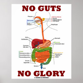 Poster Sem Tripas Sem Glória (Anatomia do Sistema Digesti