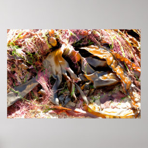 POSTER SEMENTE MARÍTIMA