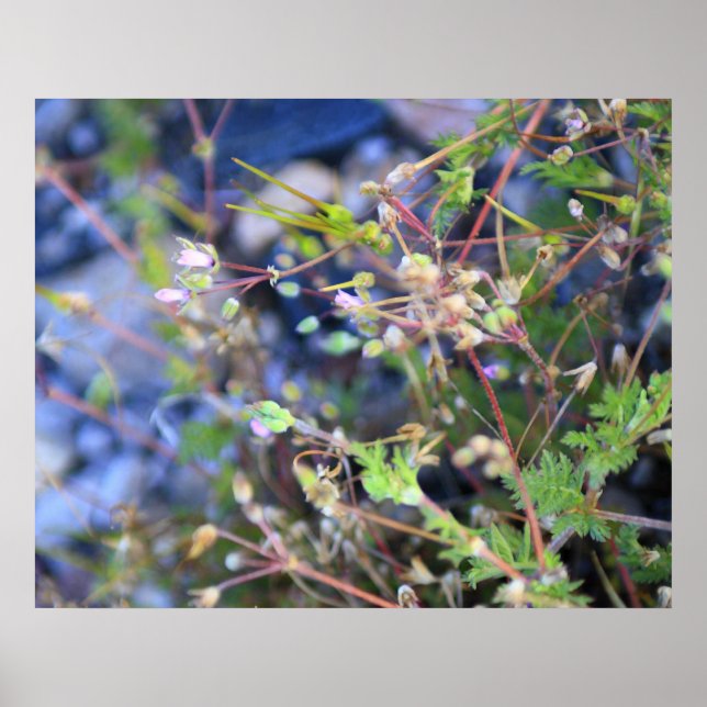 Poster Sementes (Frente)