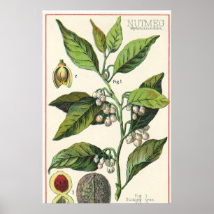 Pôster Sementes da fruta da planta da noz-moscada do
