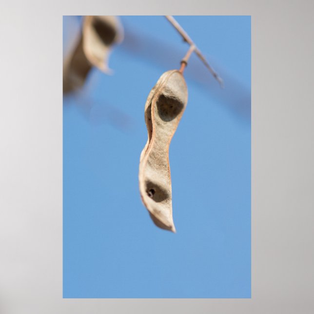 Poster Sementes de acácia (Frente)