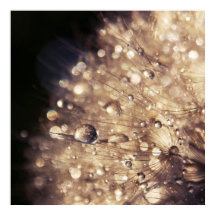 Sementes de Dandalion com Gotas na Luz do Ouro