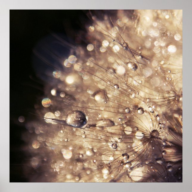 Poster Sementes de Dandalion com Gotas na Luz do Ouro (Frente)