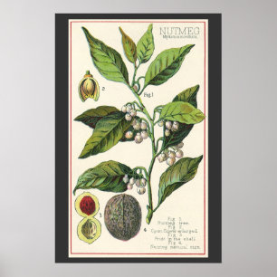 Pôster Sementes De Frutas De Plantas Vintage Nutmeg, Plan